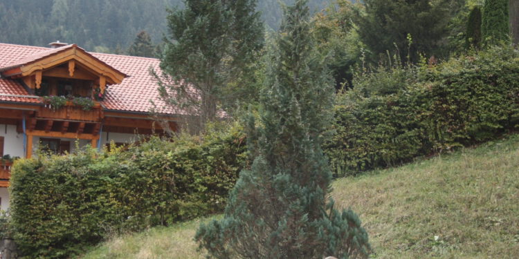 Bylo to zásluhou Hofera, že se na Rossfeldu předvedl i tento ještě neresraurovaný Ferrari 212 E Montagna, se kterým zde svého času startoval Pater Schetty